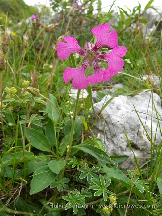 Silene di Elisabetta.jpg - Silene di Elisabetta